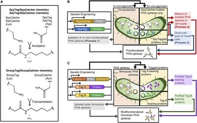 Covalent Functionalization of Bioengineered Polyhydroxyalkanoate Spheres Directed by Specific Protein-Protein Interactions